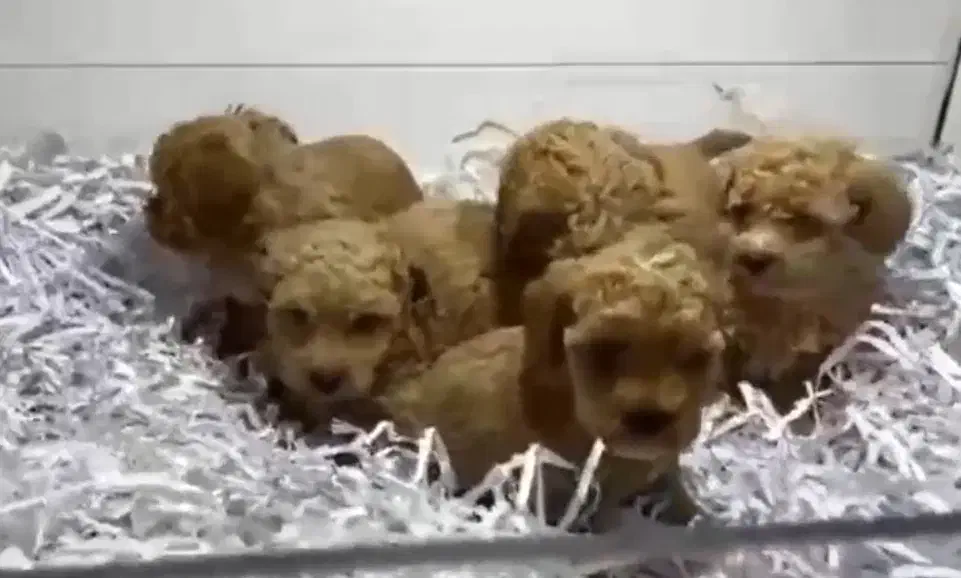 توی پودل|سگ|رشت, گلسار|دیوار