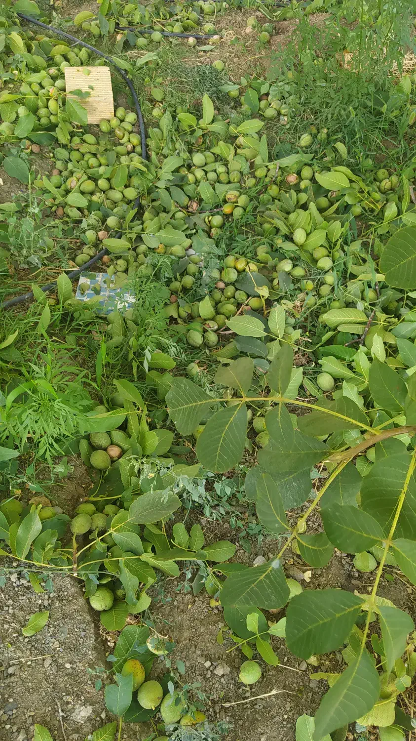 باغ|فروش زمین و ملک کلنگی|زاینده رود, |دیوار