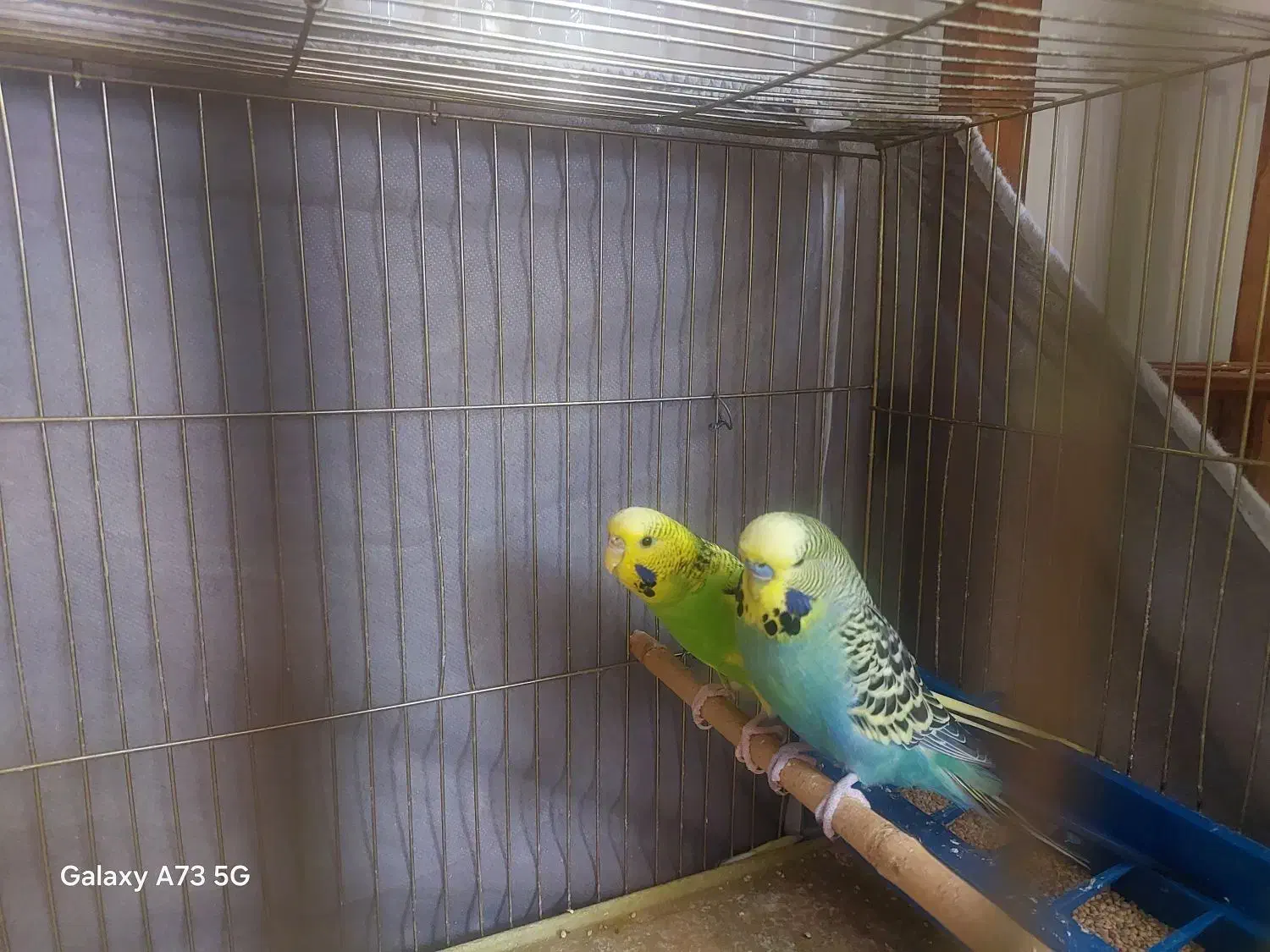 فوری فوری خاص|پرنده|شهرکرد, |دیوار