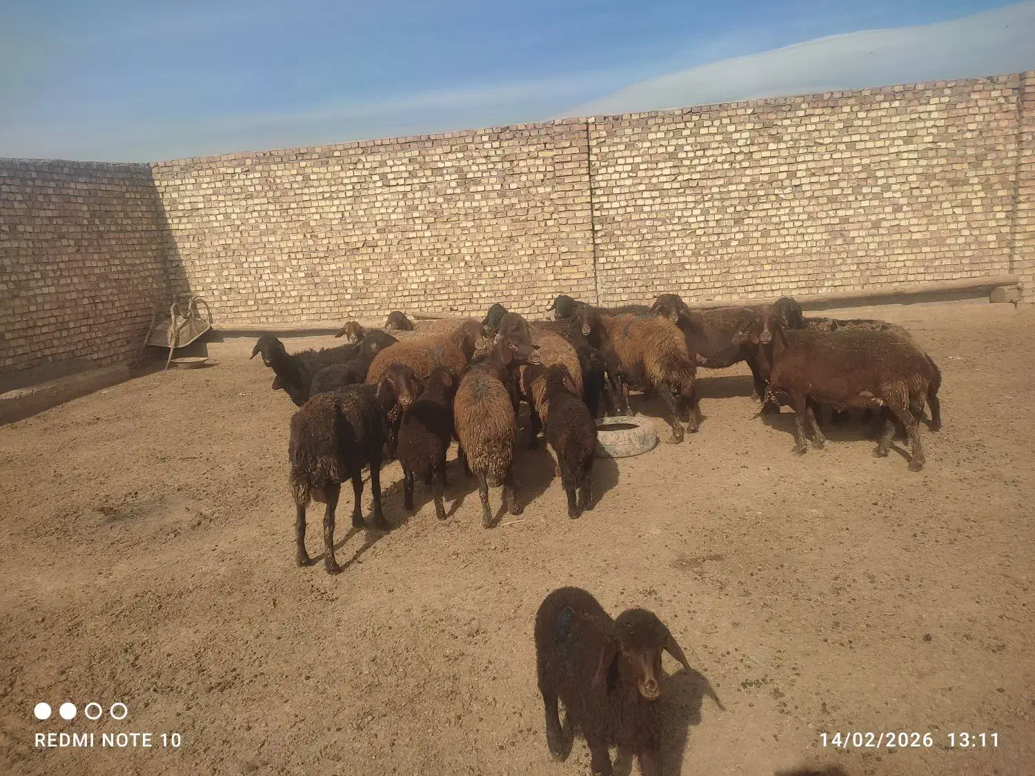 میش داشتی|حیوانات مزرعه|فیروزه, |دیوار
