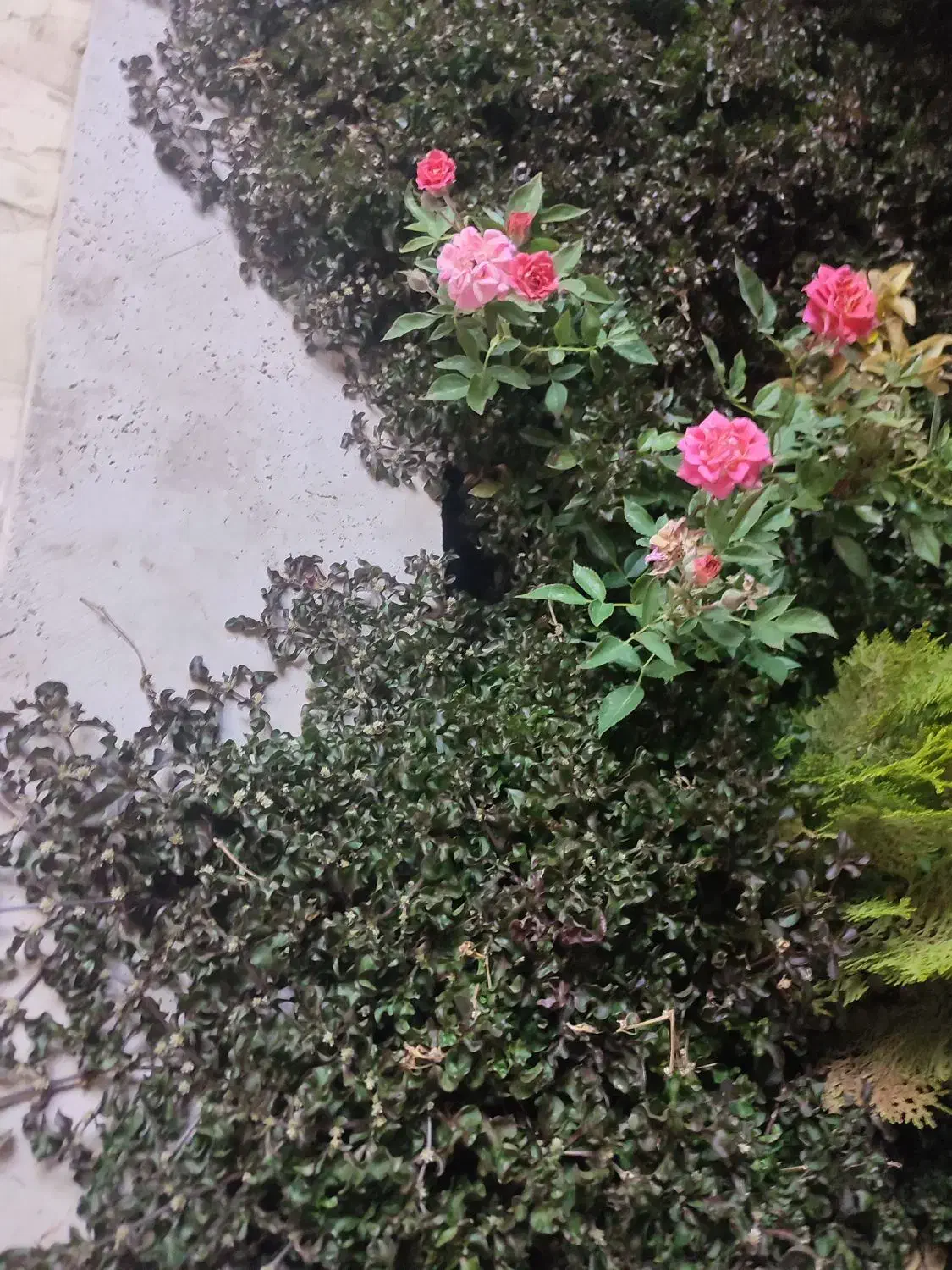 باغبانی|استخدام سرایداری و نظافت|بسطام, |دیوار