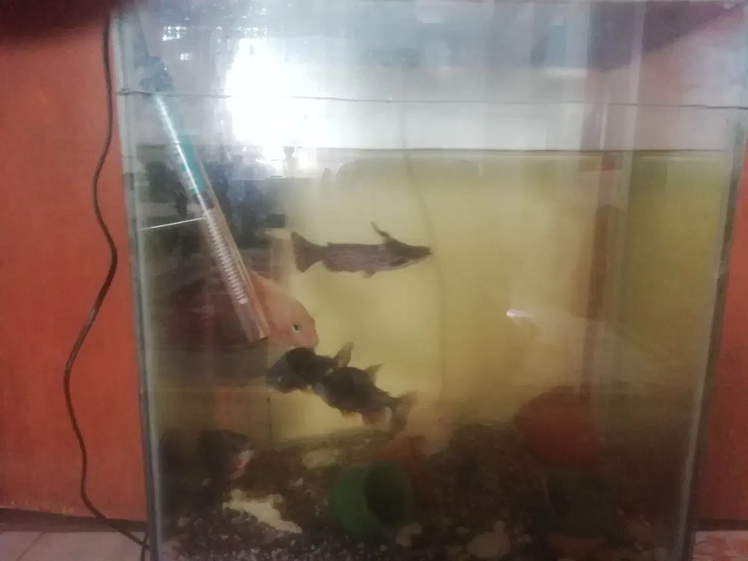 سرگرمی وفراغت|ماهی|ملایر, |دیوار