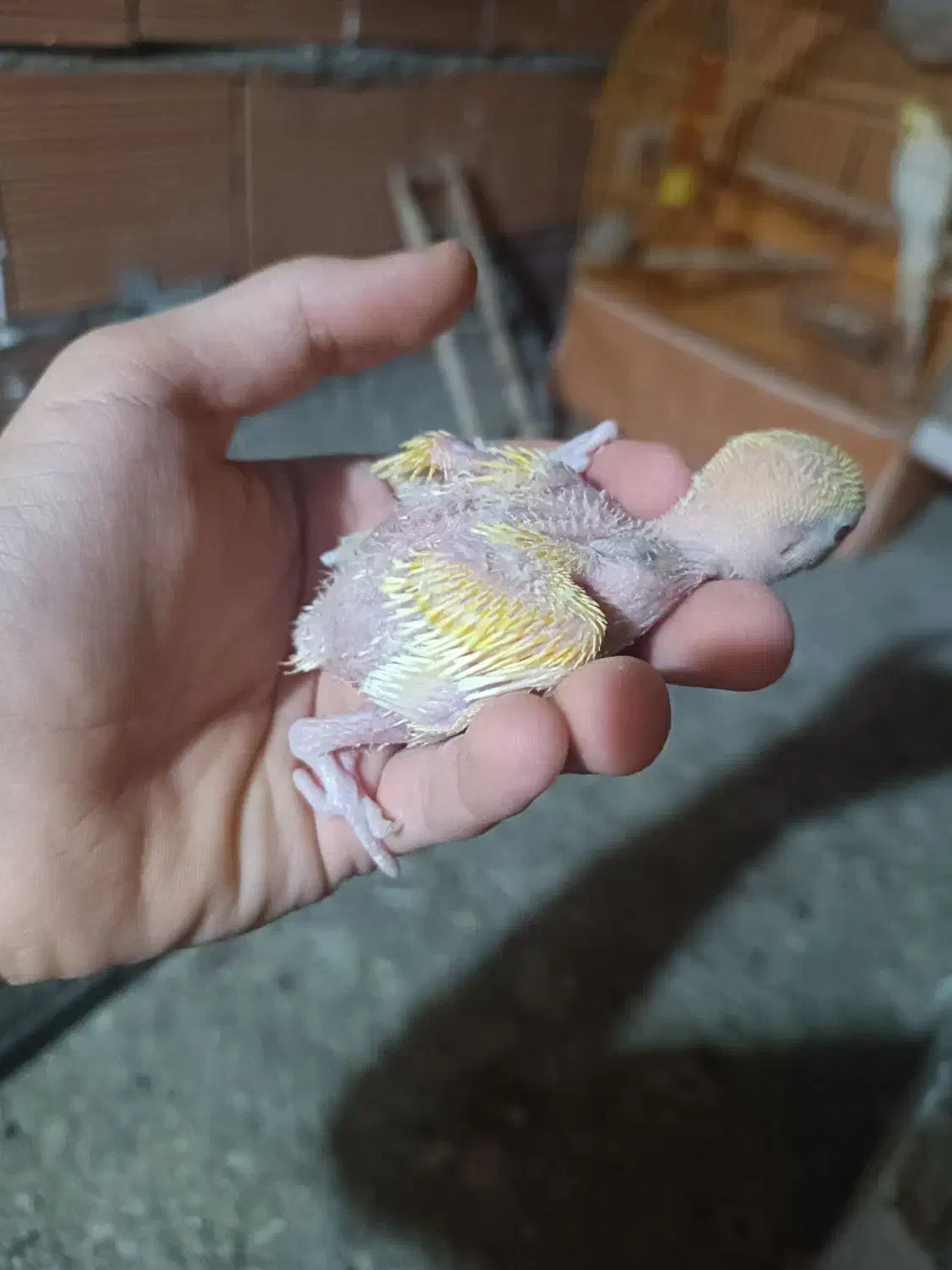 جوجه طوطی برزیلی سرلاکی|پرنده|نکا, |دیوار