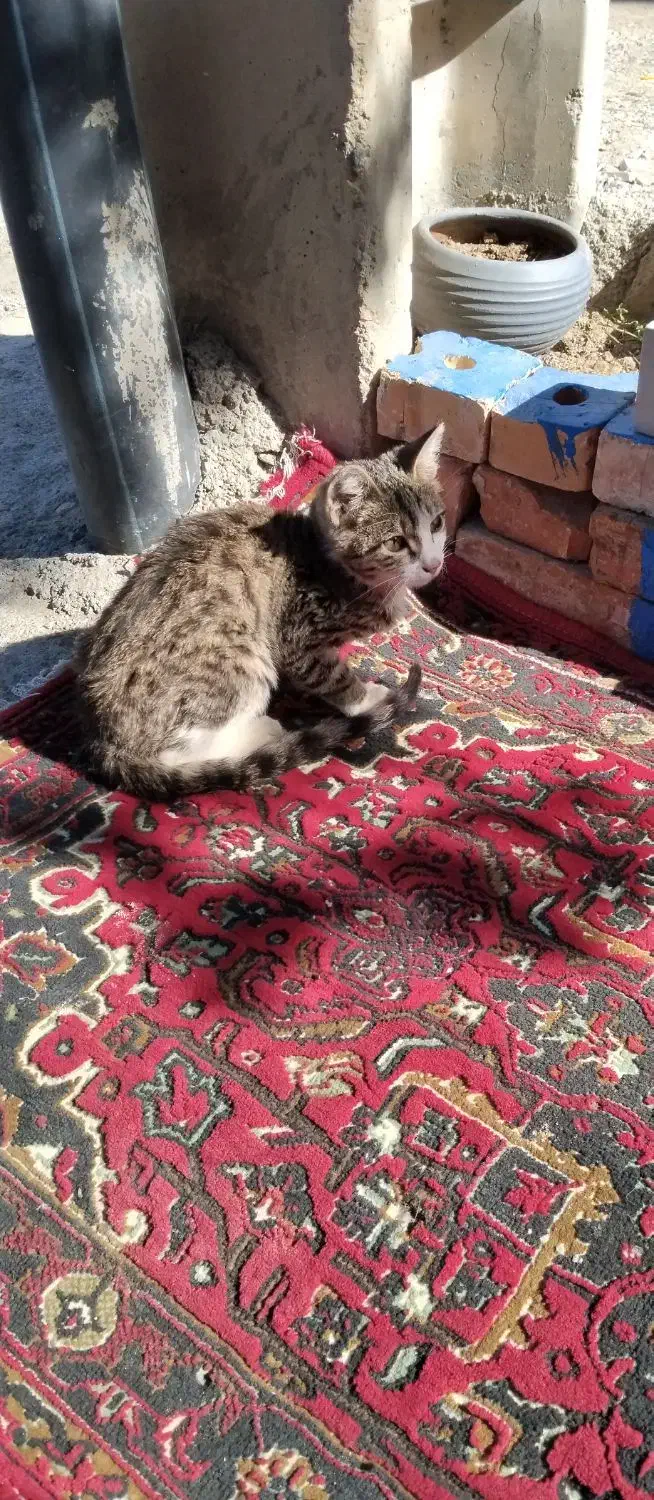 گربه ملوس وزرنگ باهوش|گربه|ارومیه, |دیوار