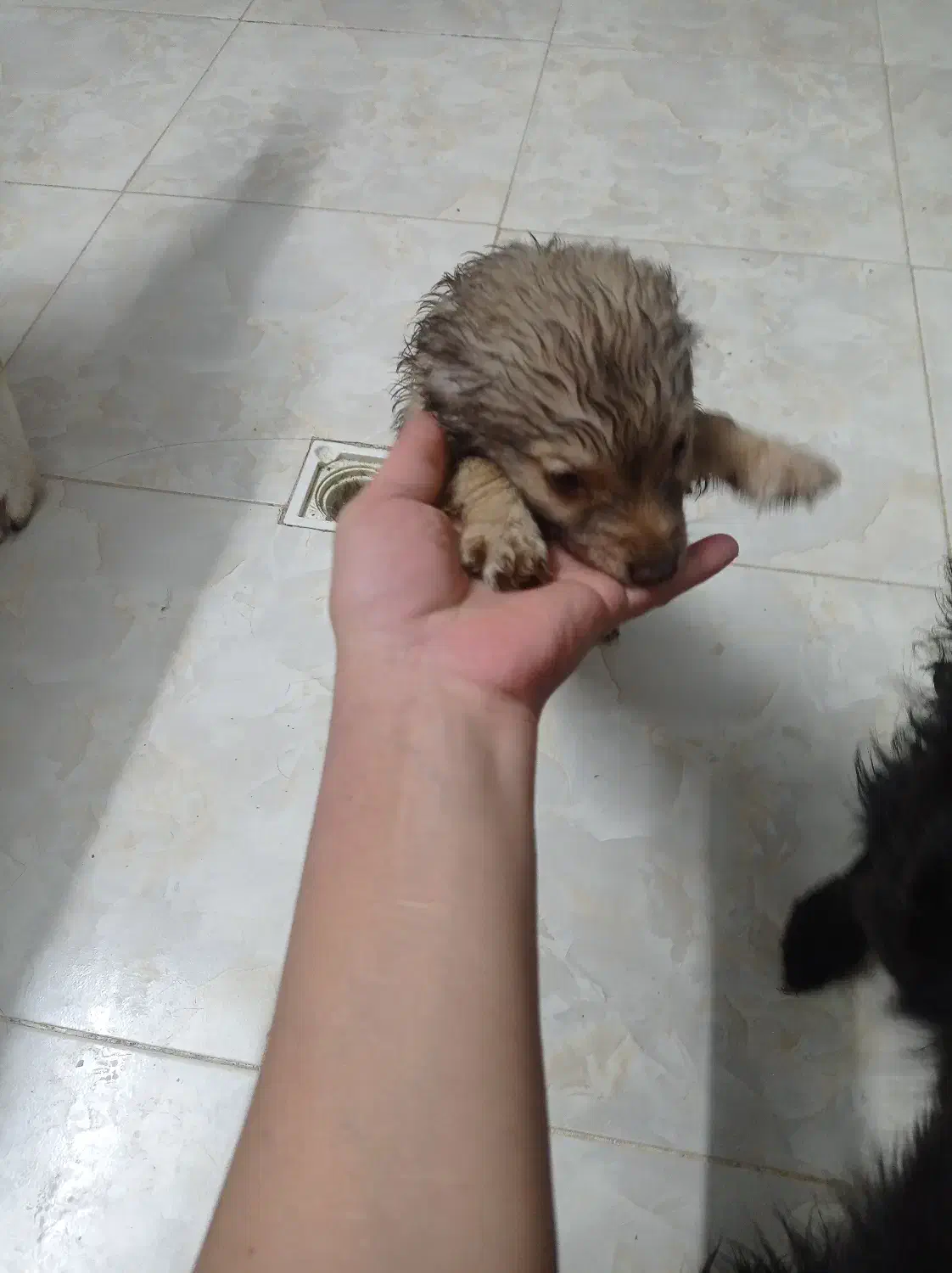 توله سگ پا کوتاه|سگ|ورامین, ریحان آباد|دیوار