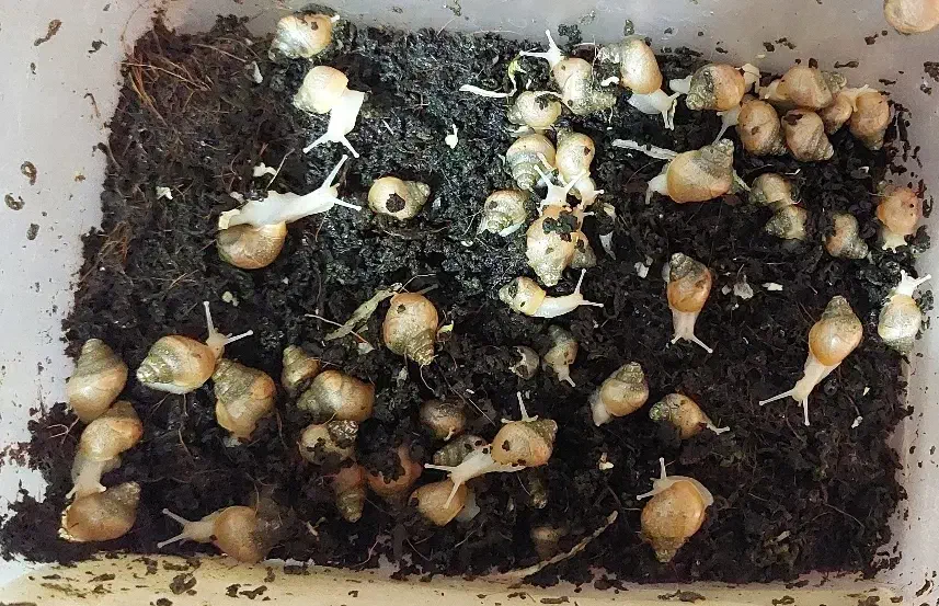 حلزون|خزنده|کرمان, |دیوار