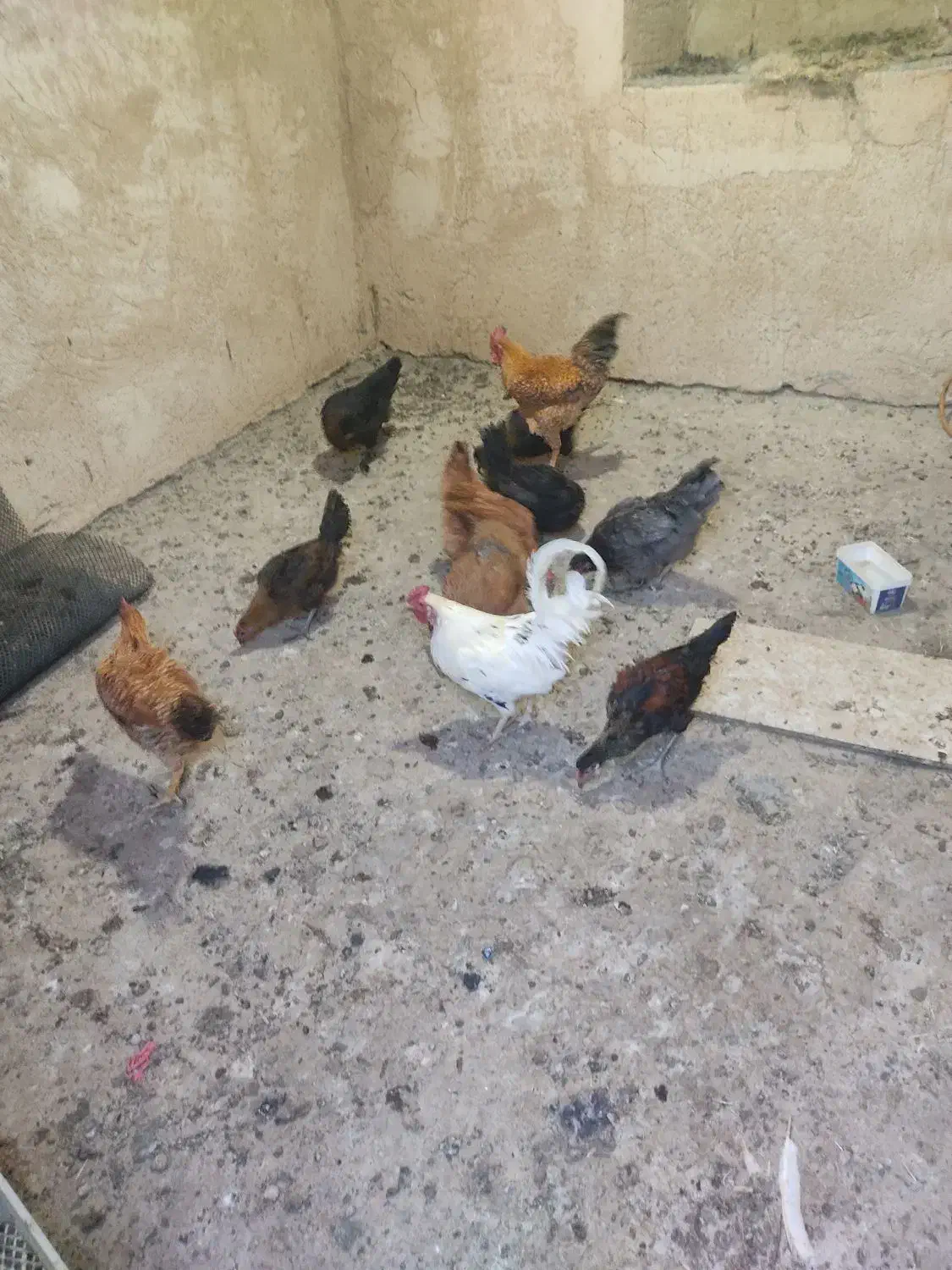 خروس و مرغ|پرنده|سروآباد, |دیوار
