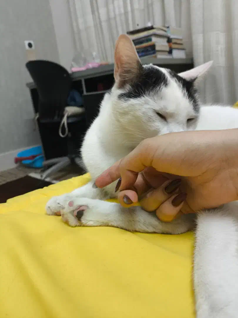 گربه رایگان|گربه|کرج, مهرویلا شمالی|دیوار