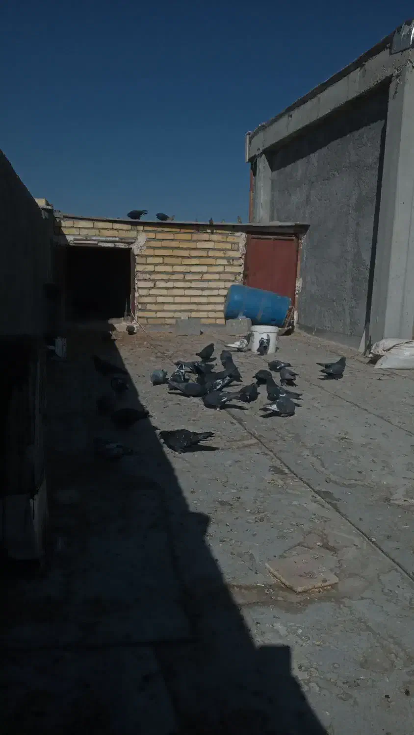 پرنده کفتر|پرنده|چادگان, |دیوار