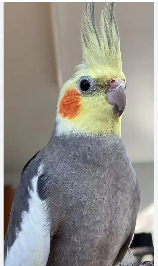 جفت عروس هلندی|پرنده|میاندوآب, |دیوار