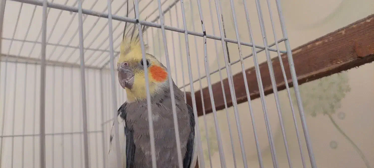 عروس هلندی گل باقالی جوان|پرنده|اندیشه, اندیشه فاز ۵|دیوار