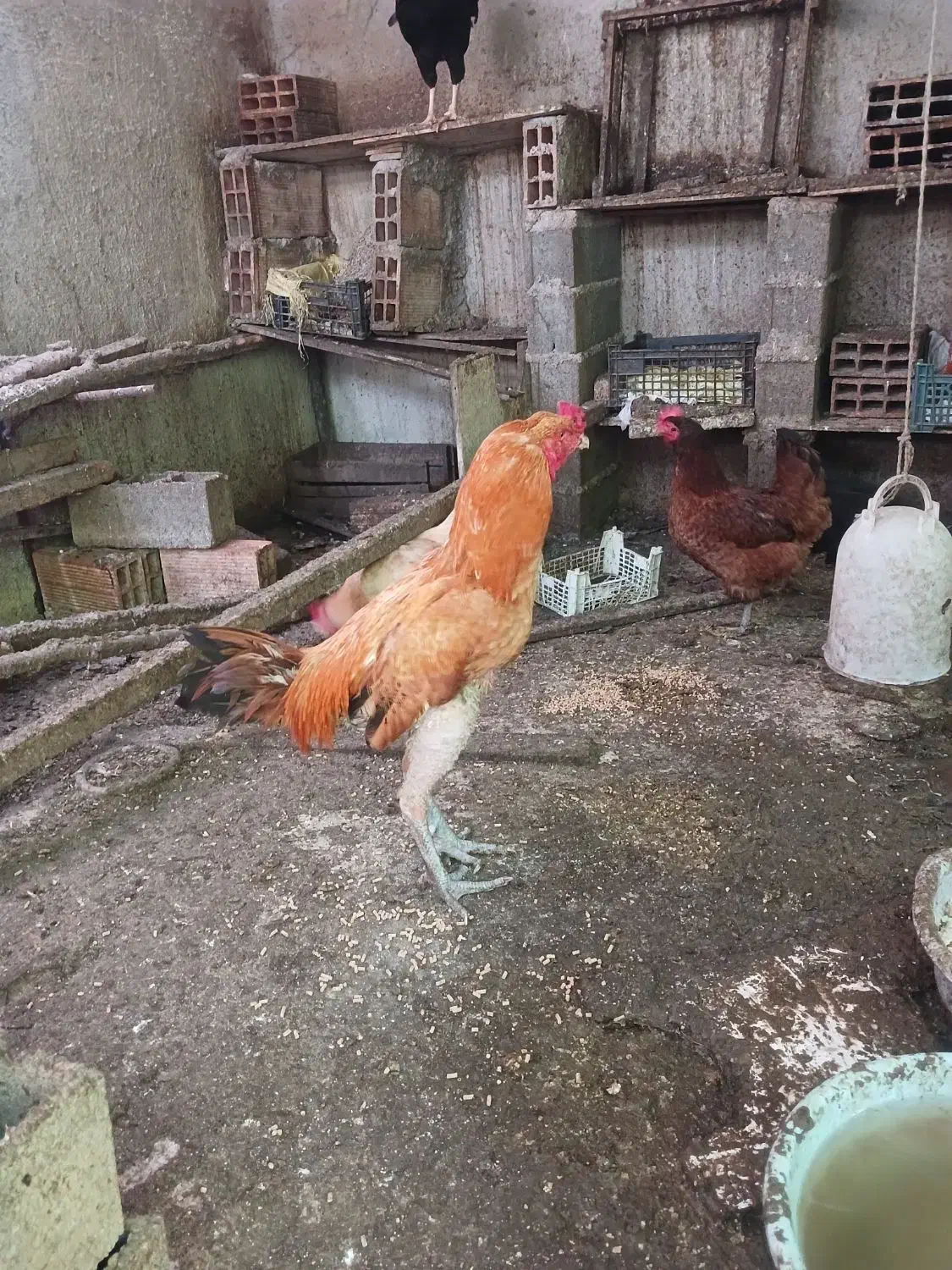 خروس لاری|حیوانات|قائم‌شهر, |دیوار