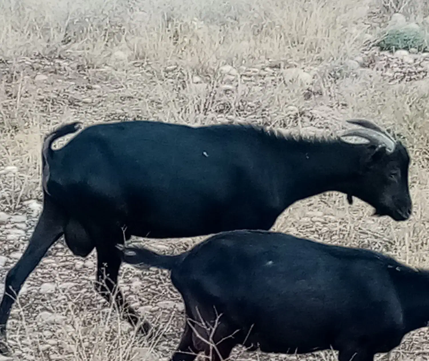 نر بز مورسیا|حیوانات مزرعه|شیراز, گویم|دیوار