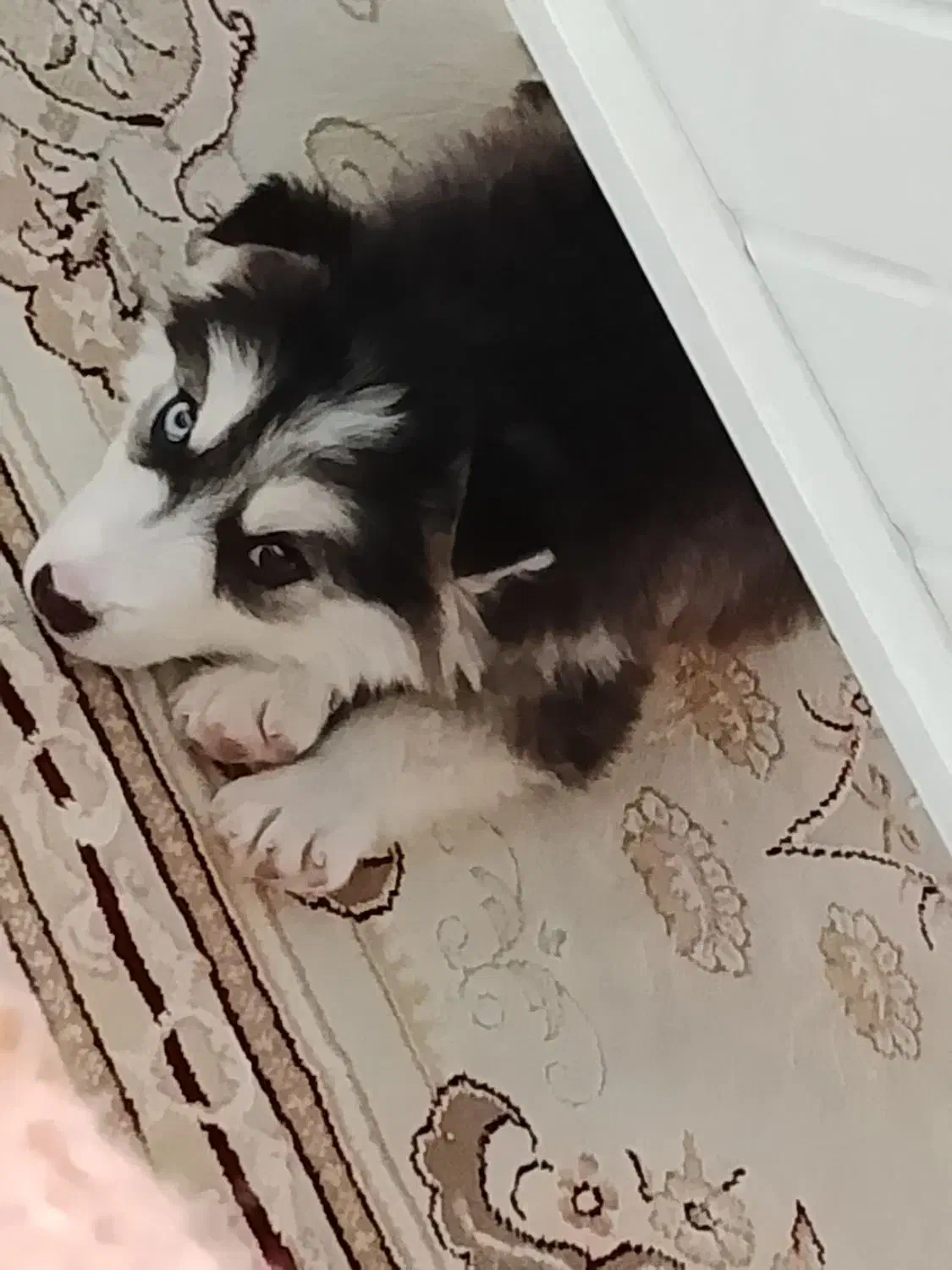 واگذاری توله هاسکی|سگ|ارومیه, |دیوار