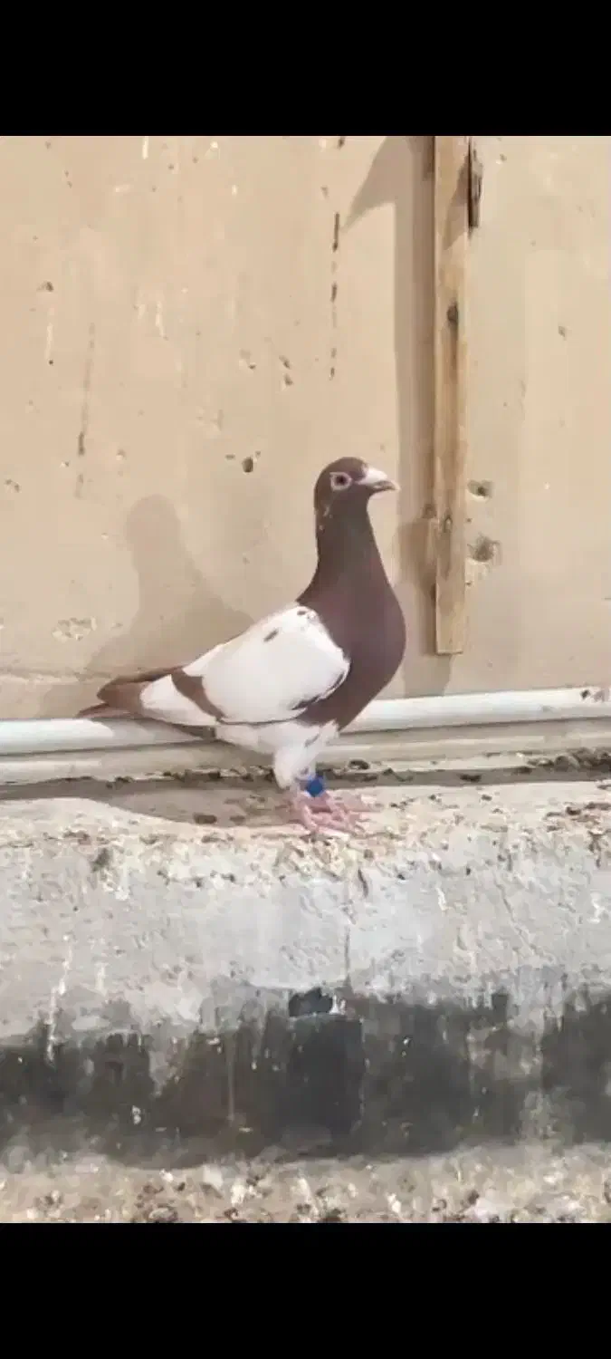 چن عدد کارل سرخ و زرد|پرنده|اهواز, فتح|دیوار