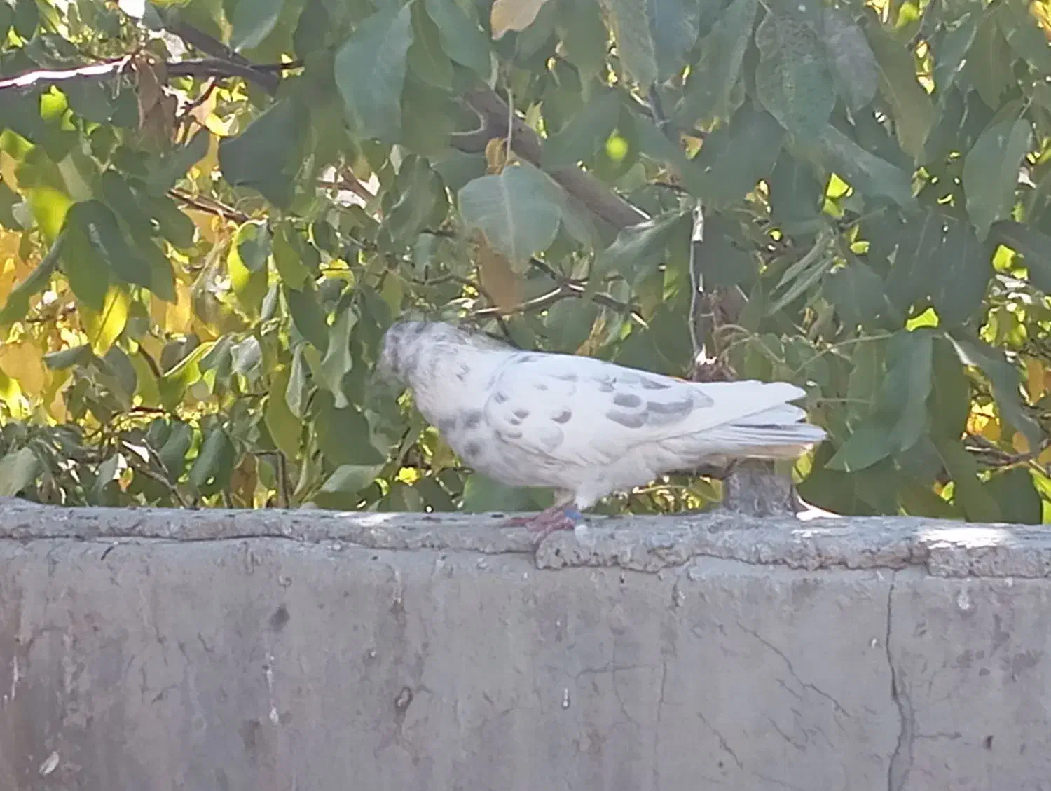 کبوتر|پرنده|بابا حیدر, |دیوار