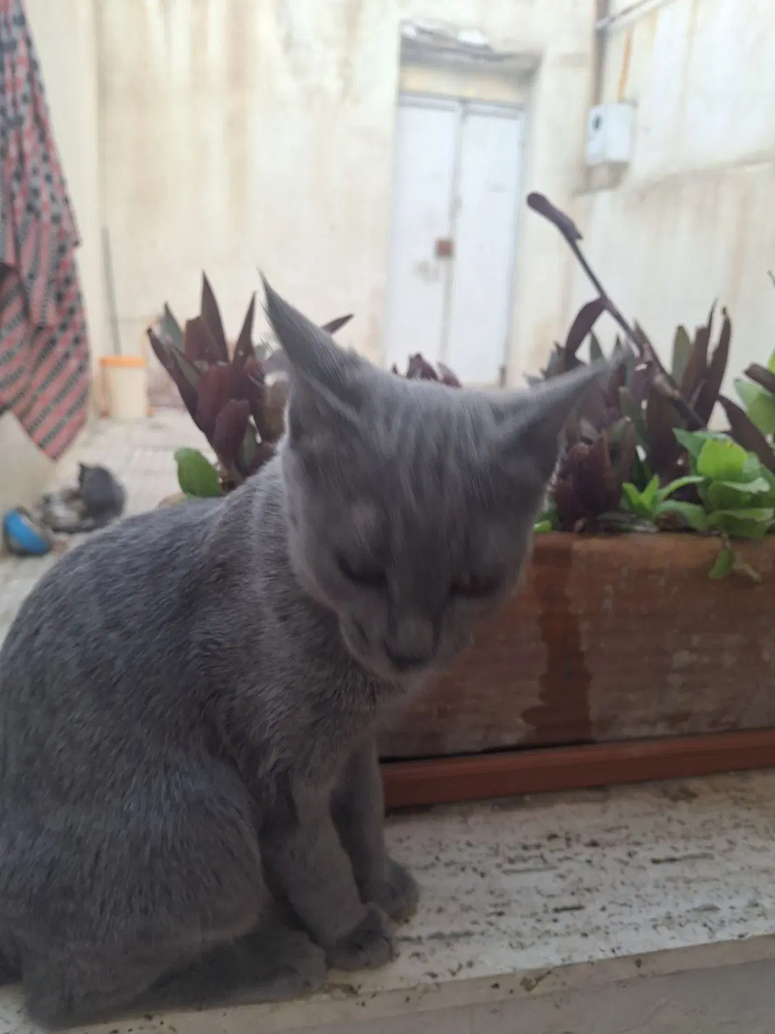 گربه|گربه|باسمنج, |دیوار