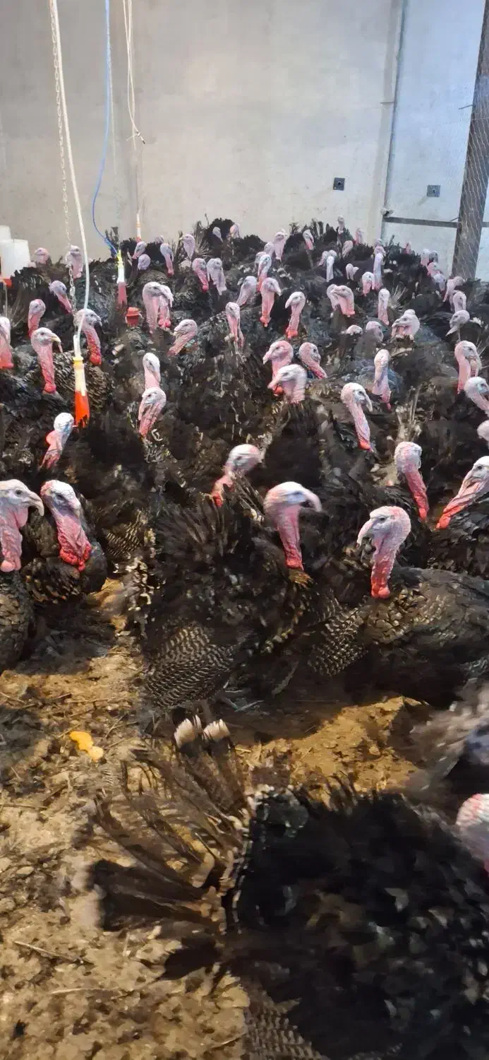 بوقلمون برنز ماده آماده تخم گذاری و نر چاق|حیوانات مزرعه|سبزوار, چهارراه فرودگاه|دیوار