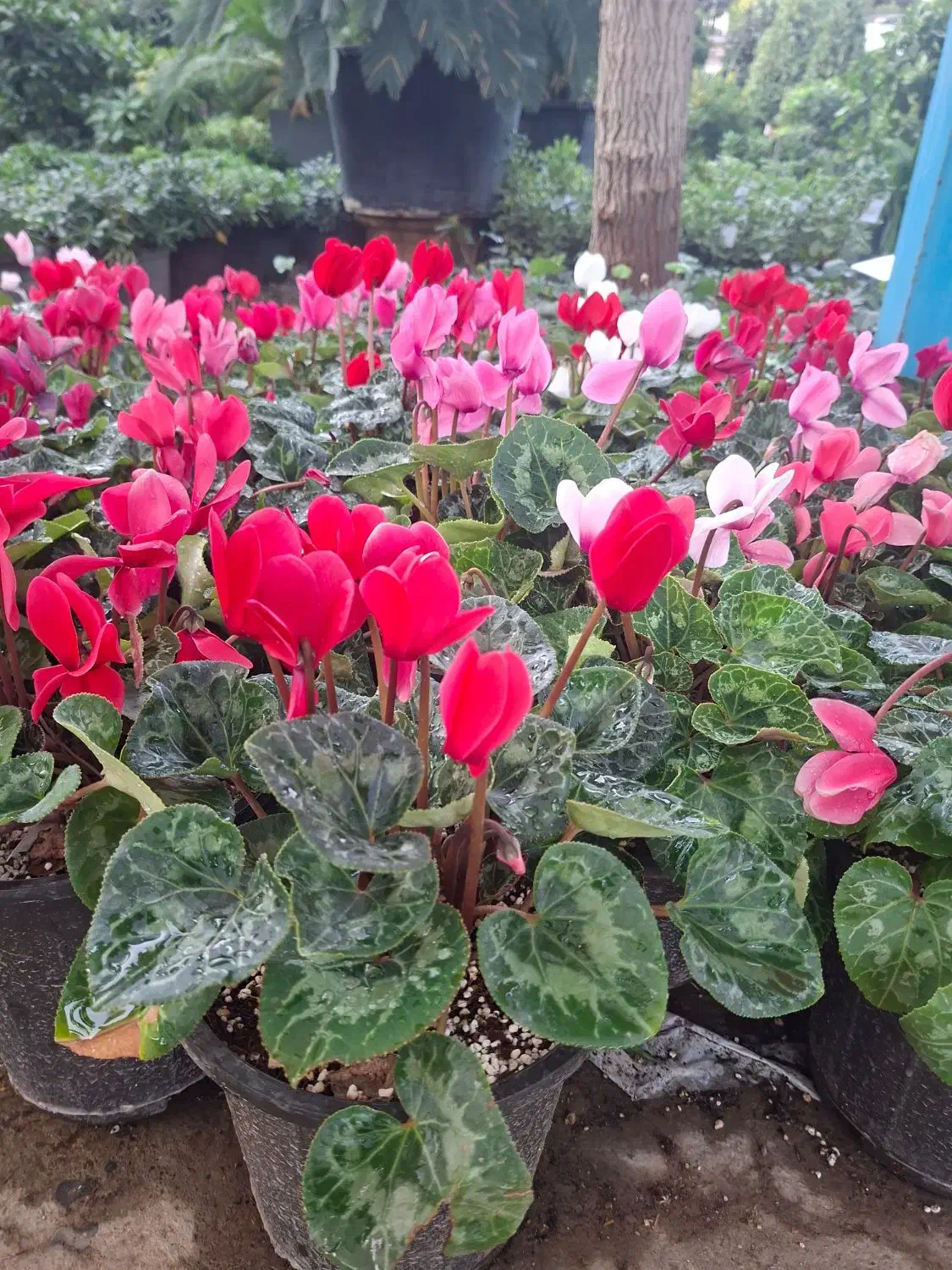 سیکلامن نگون سار|گل و گیاه طبیعی|تهران, عباس‌آباد|دیوار