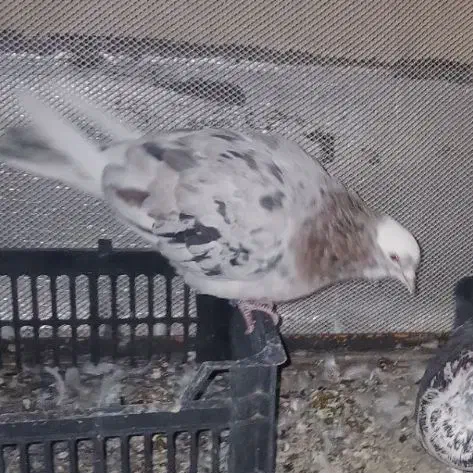 گمشده|حیوانات|تهران, مسعودیه|دیوار