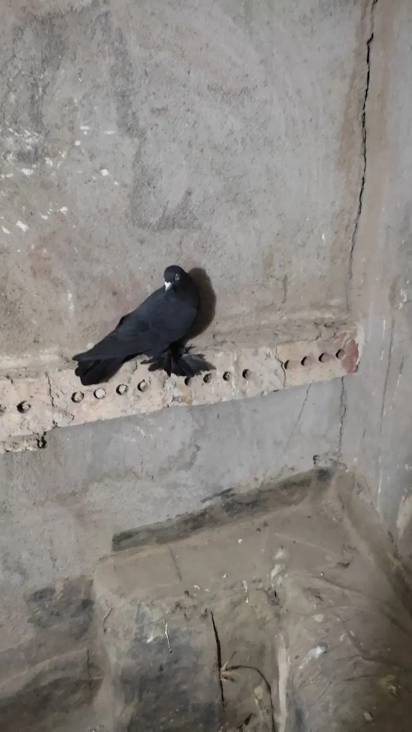 کبوتر|پرنده|مرند, |دیوار