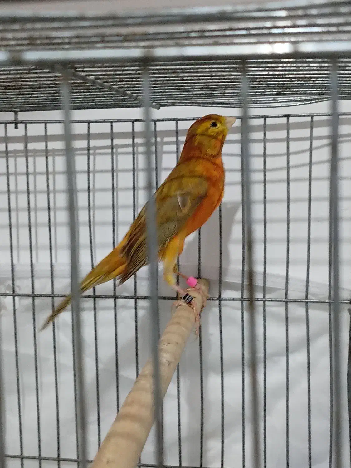 قناری نر مست|پرنده|مشکین‌دشت, |دیوار