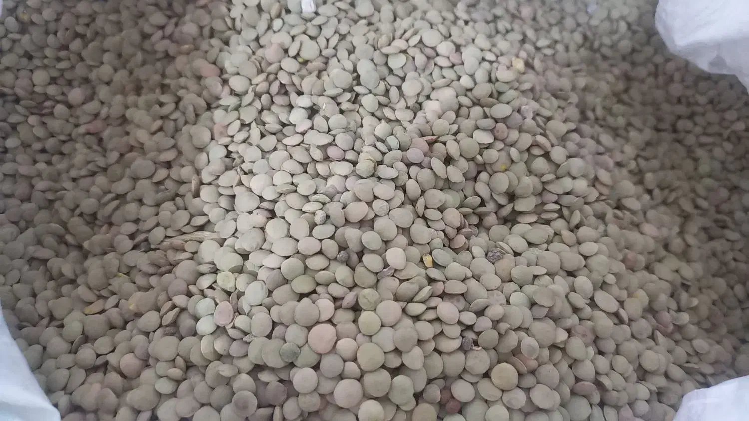 عدس|عمده‌فروشی|مشگین شهر, |دیوار