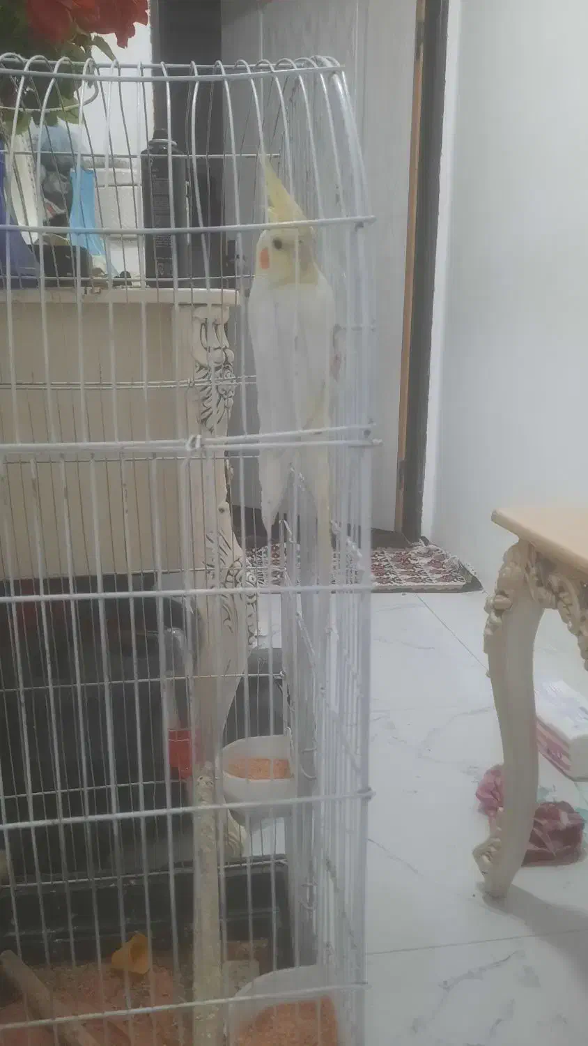 عروس هلندی نر و ماده|پرنده|نمین, |دیوار