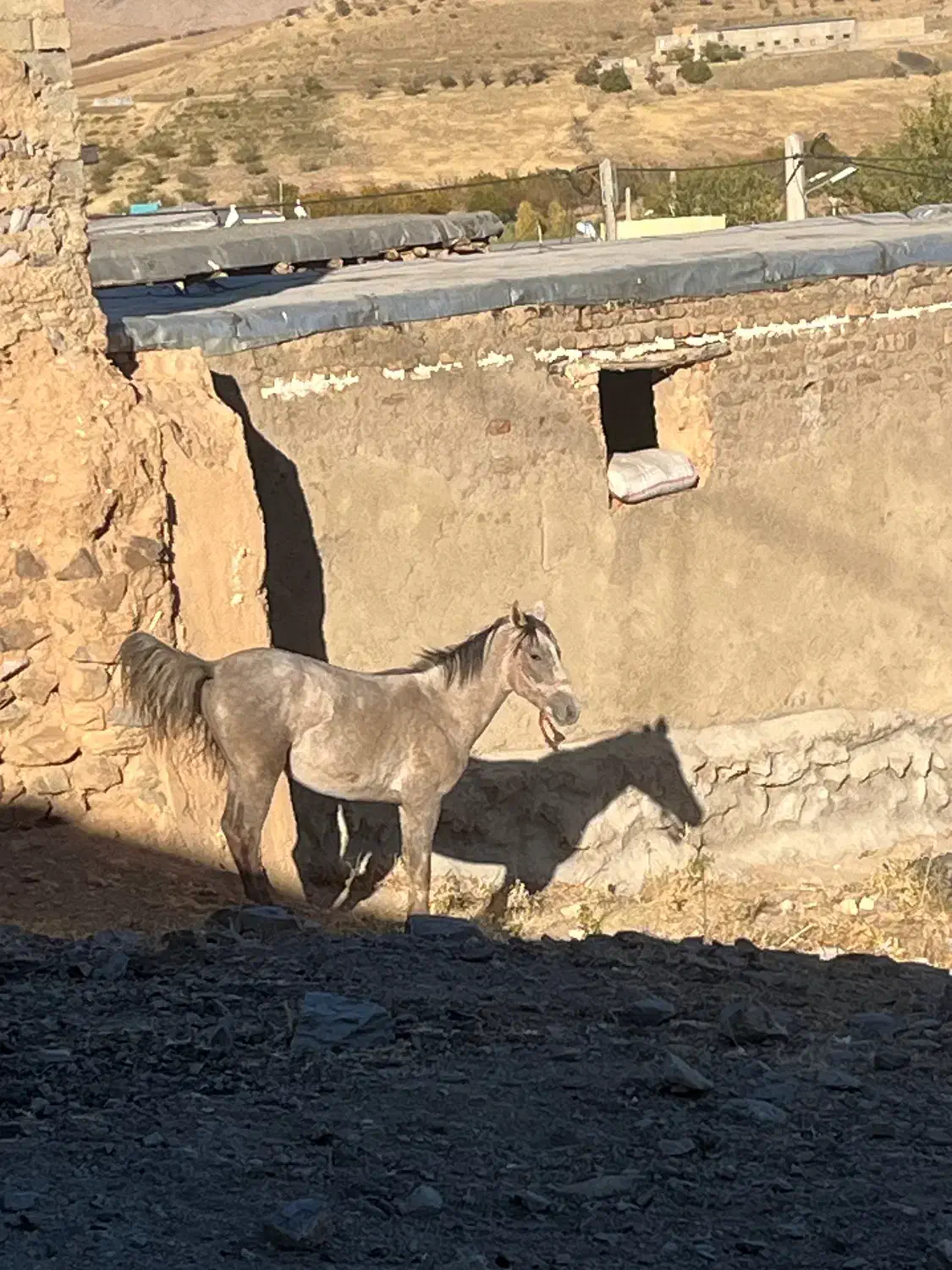 اسب مادیان و کره نریان|اسب و تجهیزات اسب‌سواری|کنگاور, |دیوار