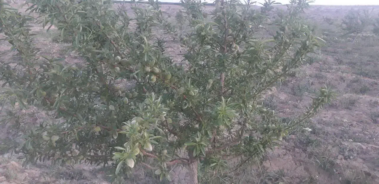 زمین کشاورزی|فروش زمین و ملک کلنگی|زاویه, |دیوار