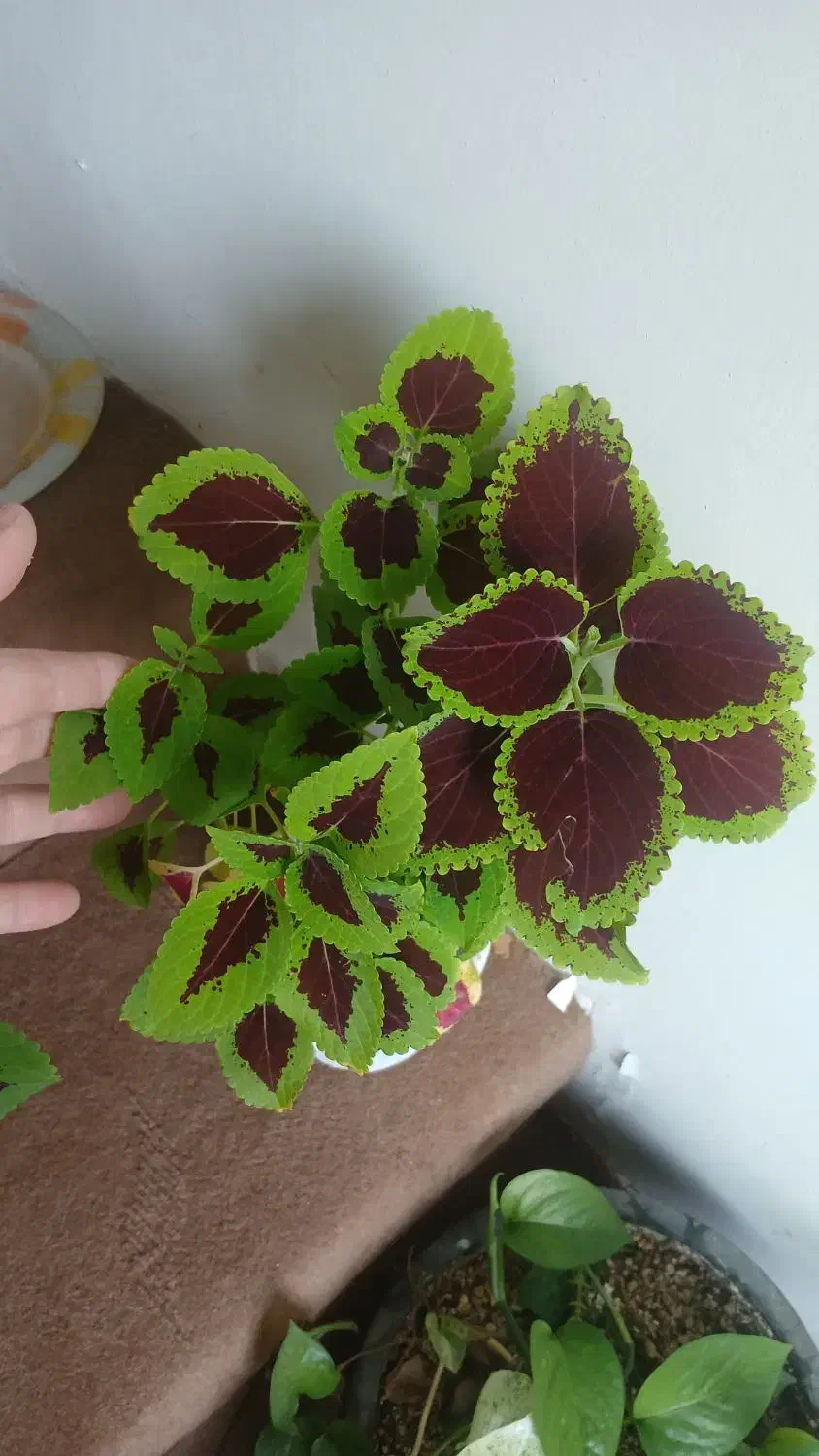 انواع گل طبیعی|گل و گیاه طبیعی|سقز, |دیوار