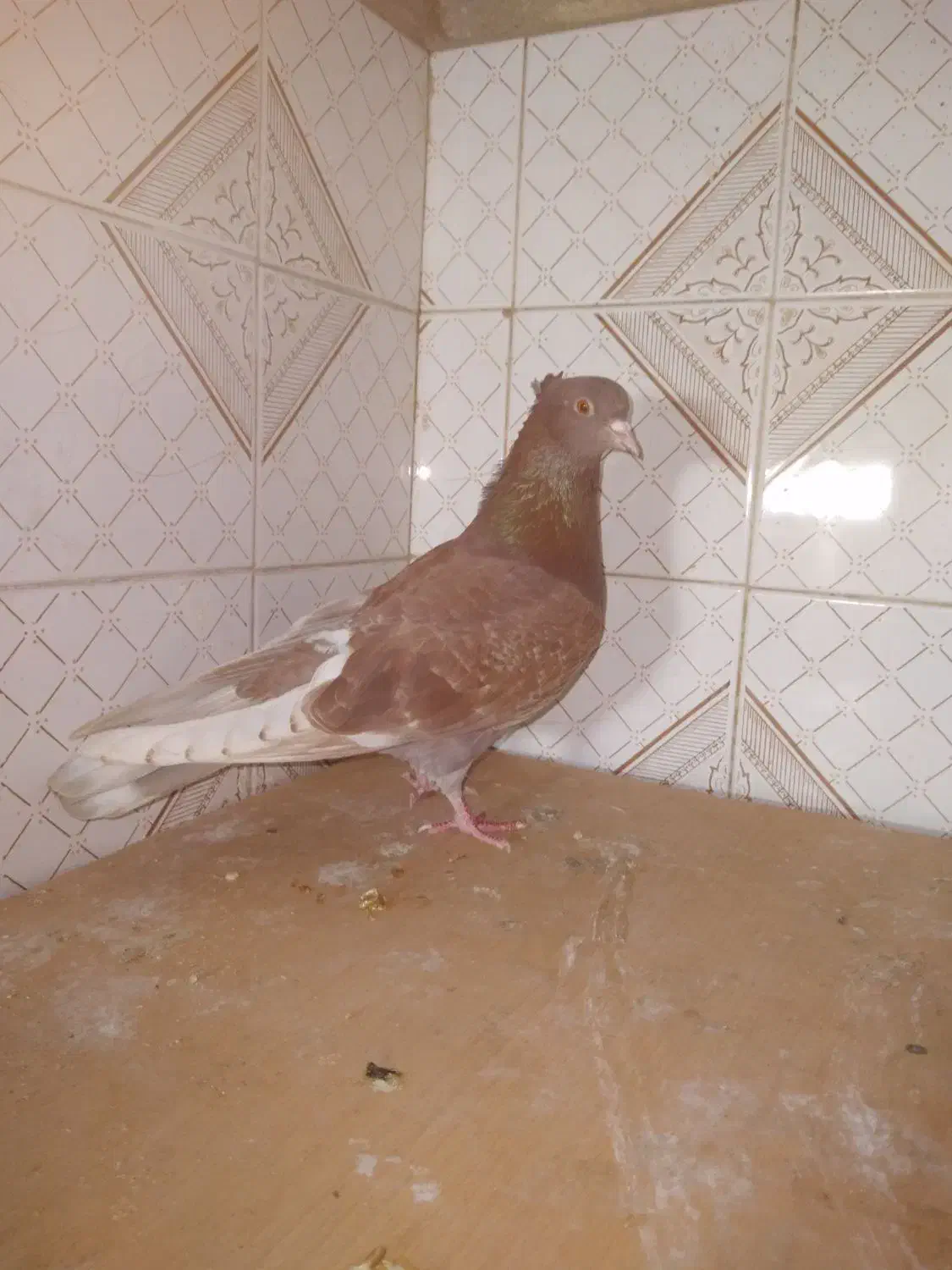 کبوتر غریب|حیوانات|رشت, معلولین|دیوار