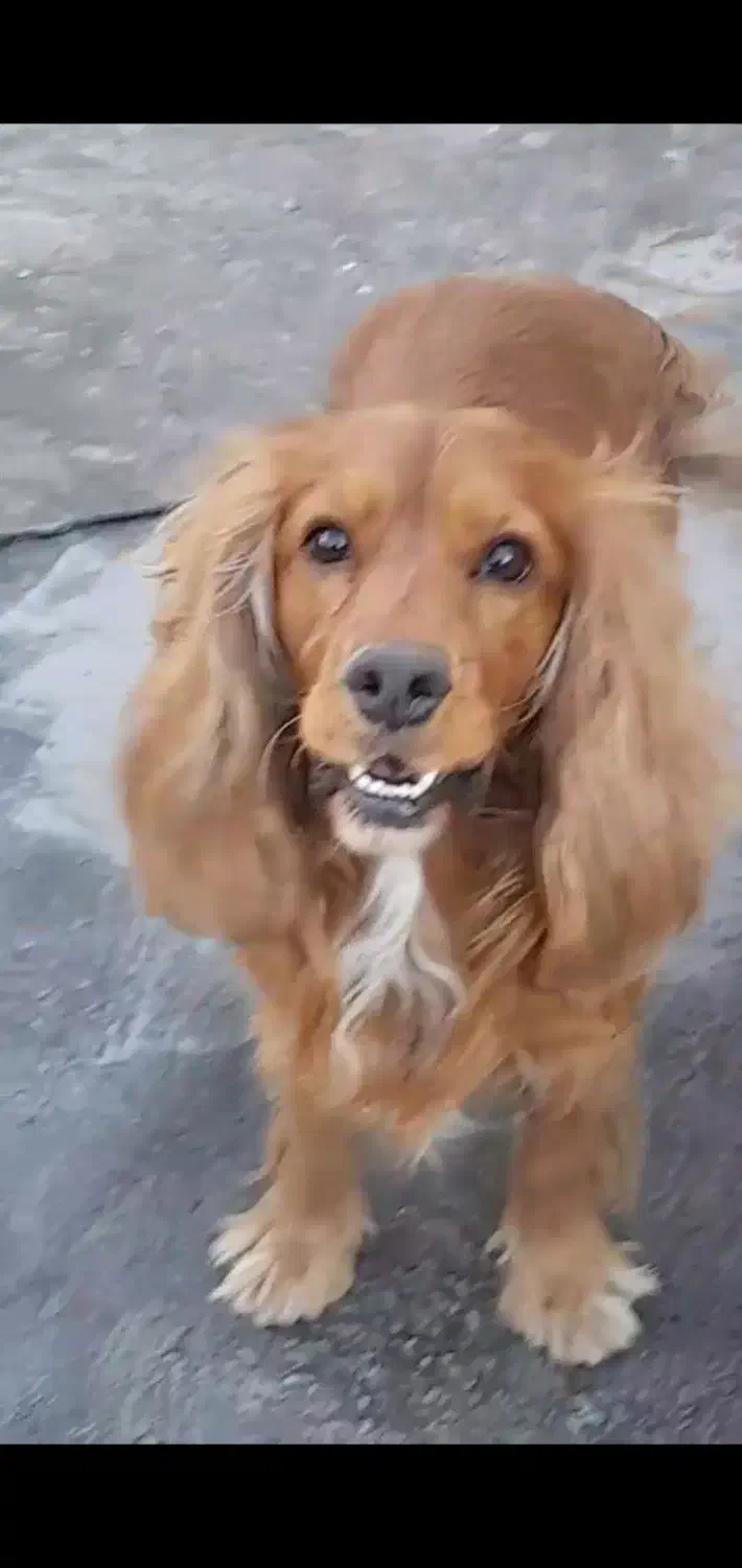 سگ پیدا شده|حیوانات|مشهد, شهرآرا|دیوار