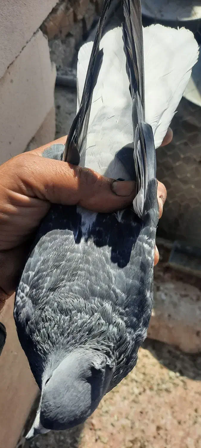 نرتودمسفید باماده دمسفید|پرنده|اردکان, |دیوار