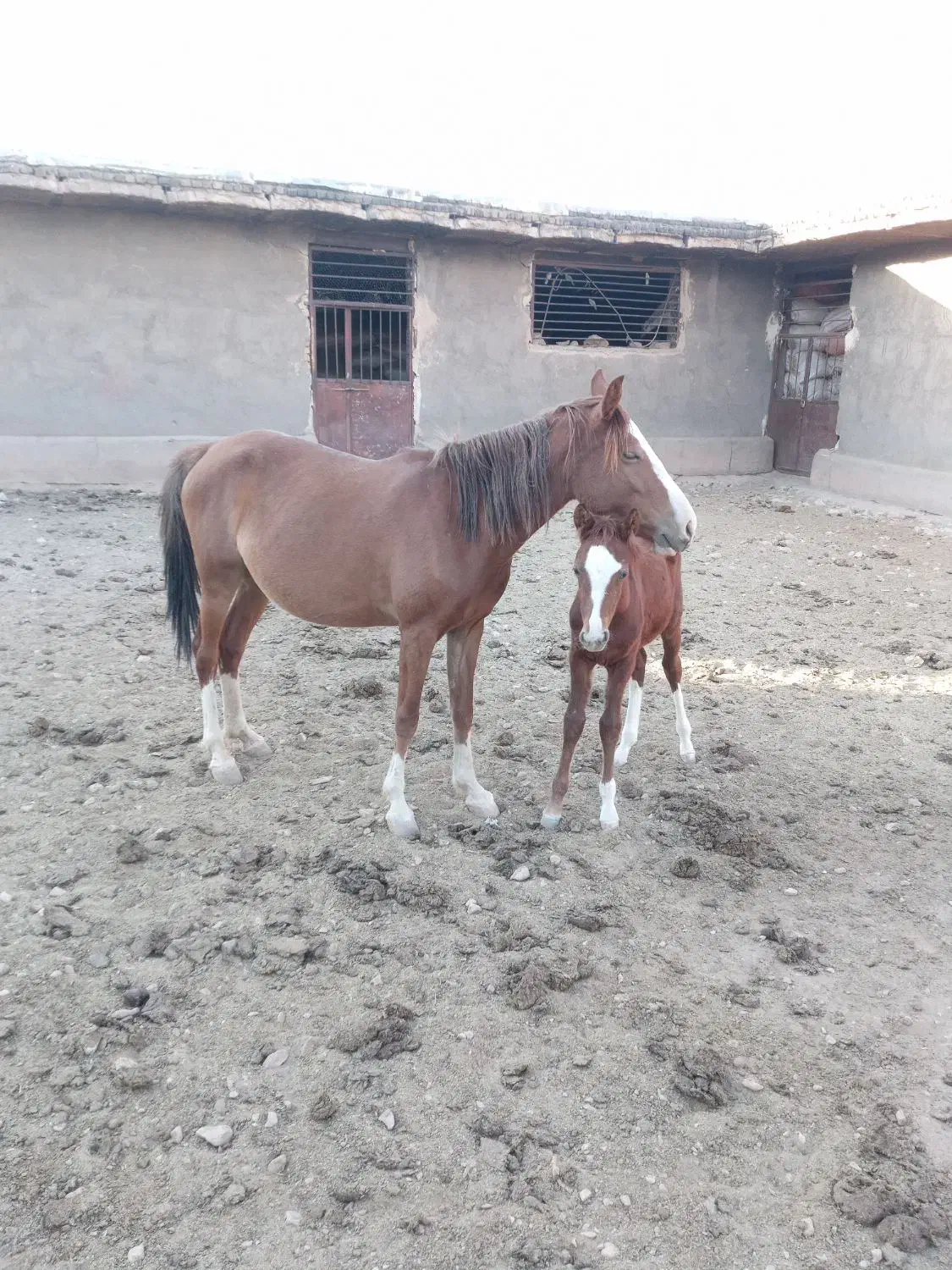 اسب مادیان با کره|اسب و تجهیزات اسبسواری|خرمآباد, |دیوار