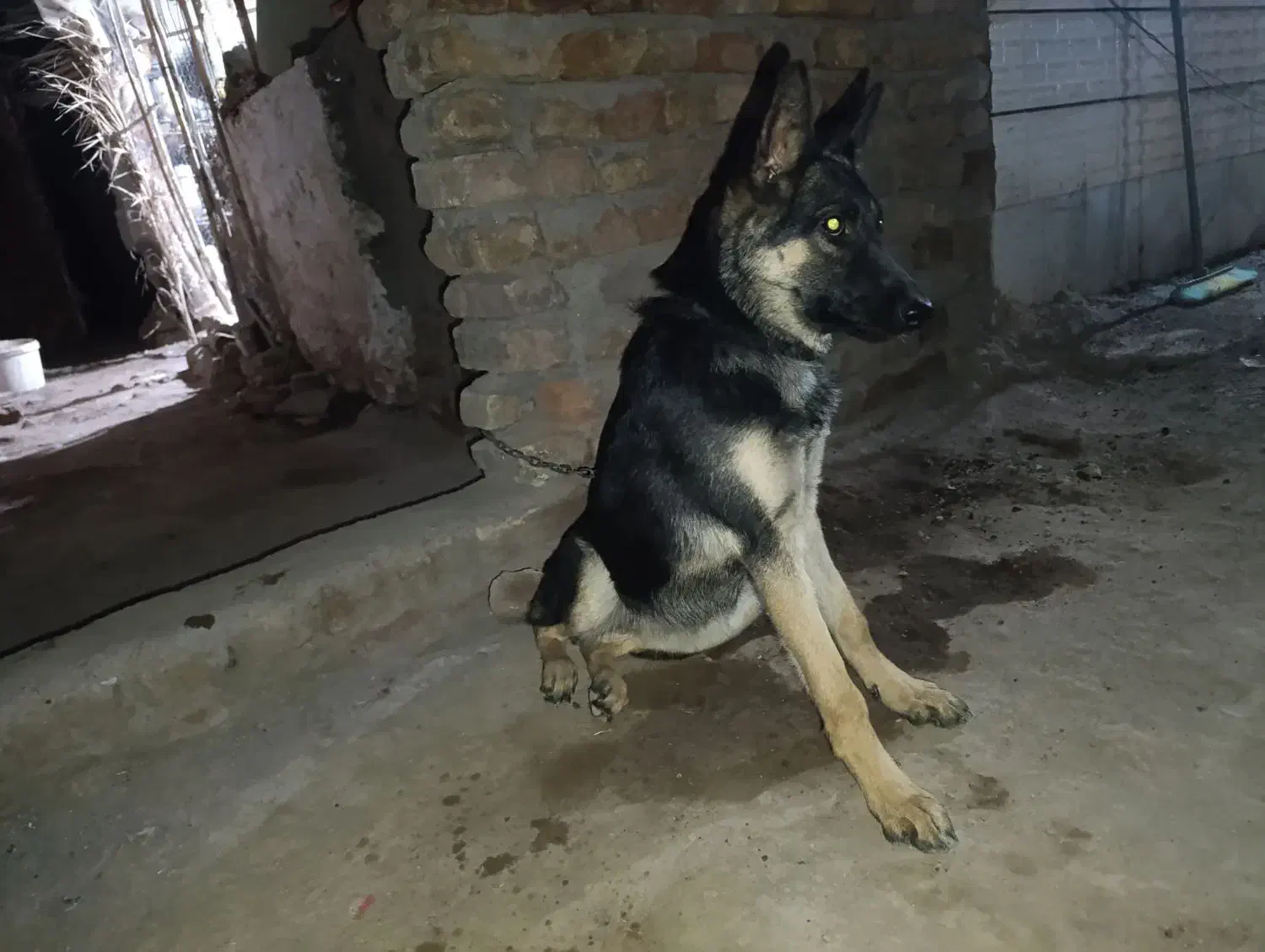 سگ ژرمن ماده|سگ|بم, |دیوار