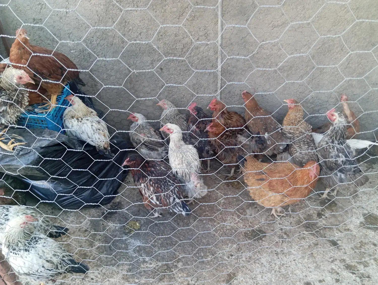 مرغ تخمی|حیوانات مزرعه|سبزوار, باهنر|دیوار