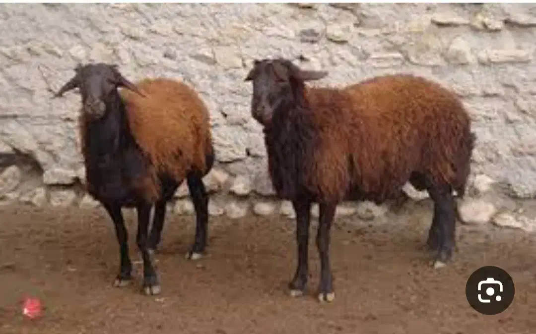فروش گوسفند بره بز و بزغاله|حیوانات مزرعه|ارومیه, |دیوار