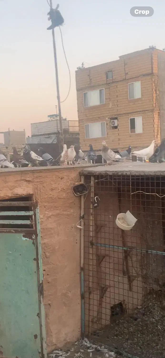 کبوتر شهرستانی|کلکسیون و سرگرمی|مشهد, محمدآباد|دیوار