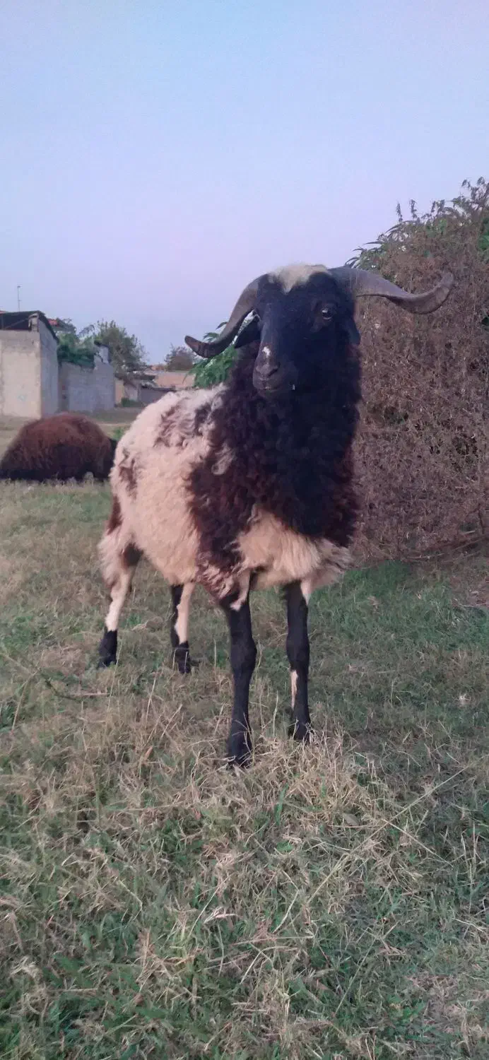 نربزغاله نربره|حیوانات مزرعه|علیآباد کتول, |دیوار