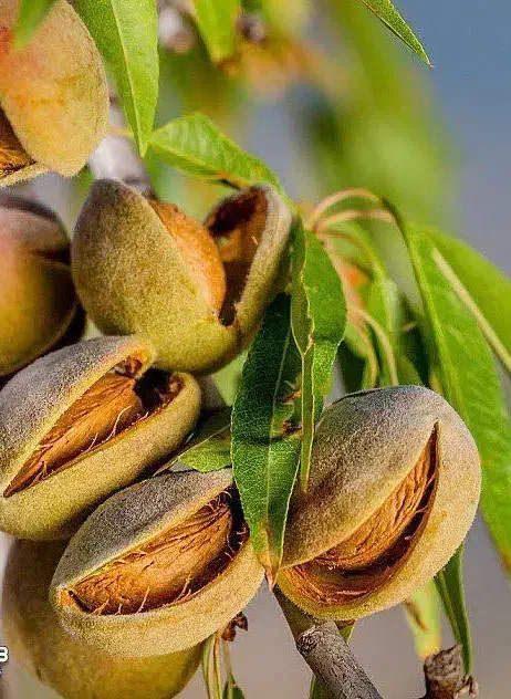 تولید و فروش نهال بادام مامایی|خدمات باغبانی و درختکاری|شاهین دژ, |دیوار