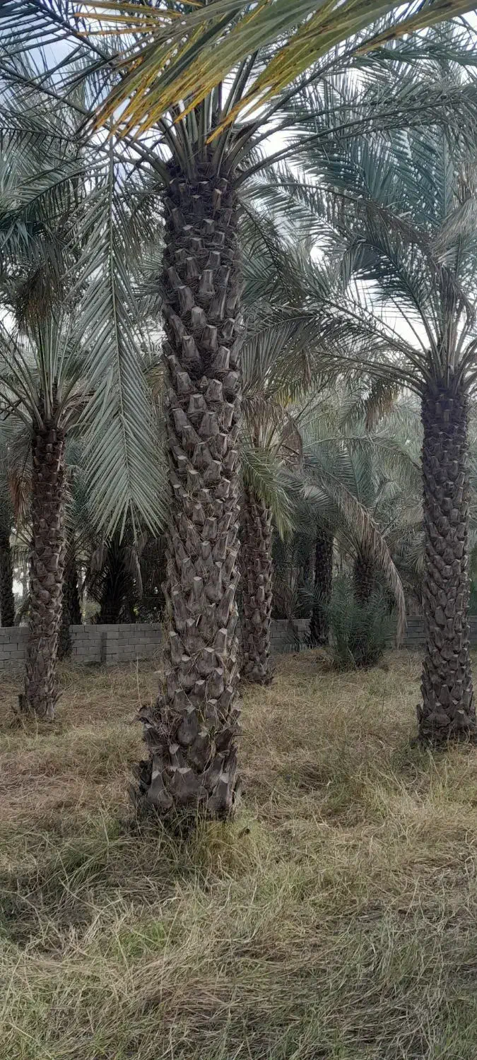 فروش نخل ریش دار|خدمات باغبانی و درختکاری|بهبهان, |دیوار