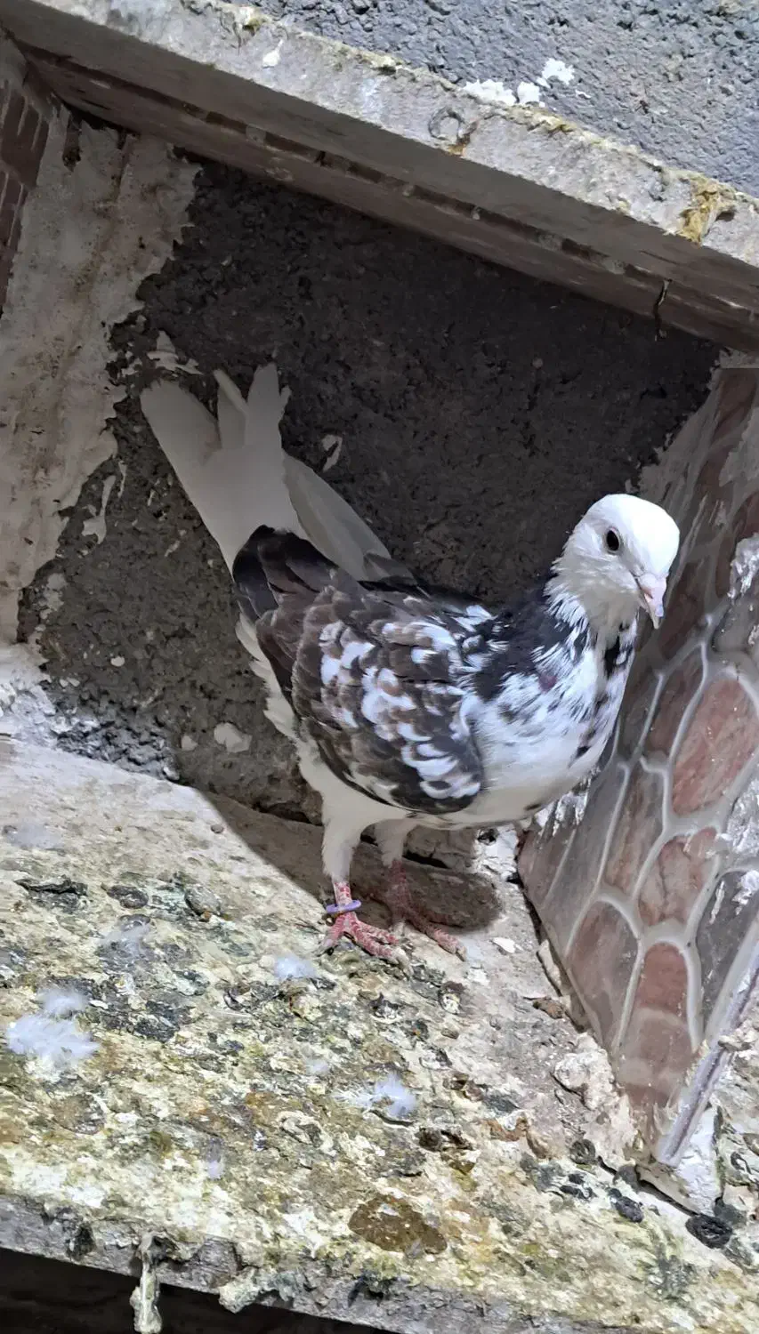 کبوتر|پرنده|اسلامآباد غرب, |دیوار