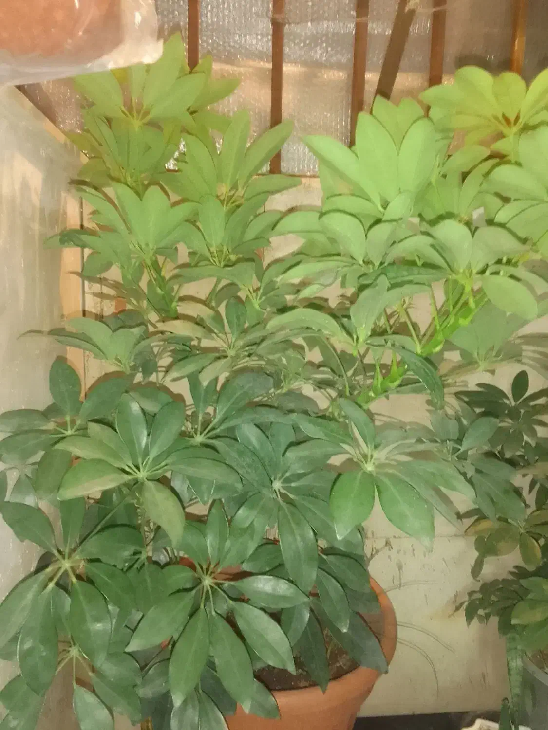 گل شفلرا|گل و گیاه طبیعی|گلبهار, شهر جدید گلبهار|دیوار