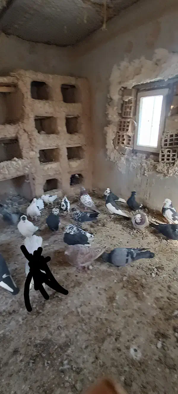 کفتر|پرنده|گلپایگان, |دیوار