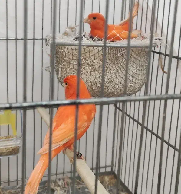 دو جفت رد فاکتور خوشگل با تخم|پرنده|شهرضا, |دیوار