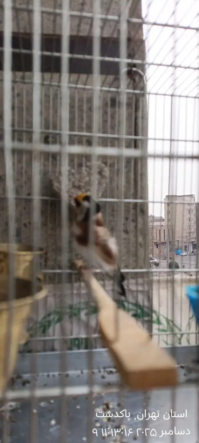 سهره|پرنده|پاکدشت, پاکدشت (مامازند)|دیوار