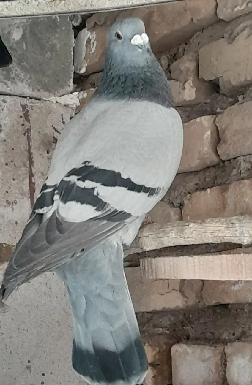 پلاکی|پرنده|سیرجان, |دیوار