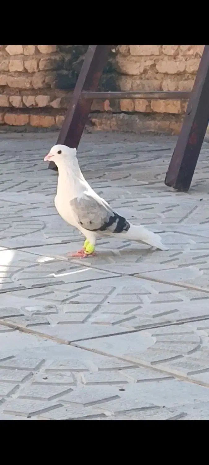 ماده پشتی فسا|پرنده|فسا, |دیوار