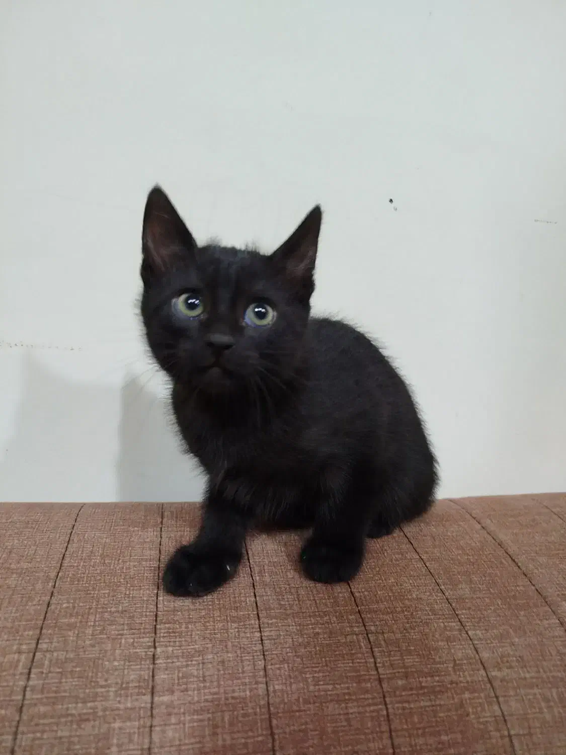 گربه بلک|گربه|اهواز, زندوکیلی|دیوار